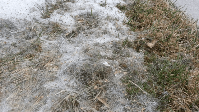 Snow Mold