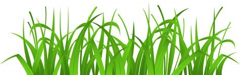 Grass